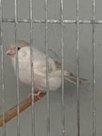 Goudvink satinet pop 2024, Dieren en Toebehoren, Vogels | Overige Vogels, Vrouwelijk, Wildzangvogel, Geringd