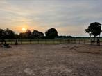 Weide met schuilstal, volpension, Dieren en Toebehoren, Weidegang