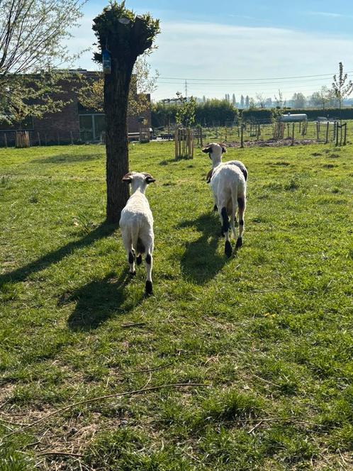 Scheren van schapen/alpaca’s, Dieren en Toebehoren, Schapen, Geiten en Varkens