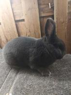 Blauwe Wener ram, Mâle, Taille moyenne, 0 à 2 ans