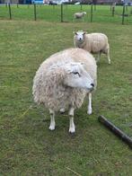Ram, Dieren en Toebehoren, Schapen, Geiten en Varkens, Mannelijk, Schaap, 0 tot 2 jaar
