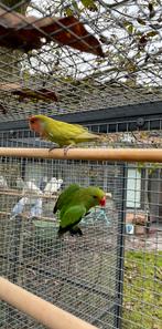 Koppel roseicollis, Dieren en Toebehoren, Vogels | Parkieten en Papegaaien