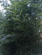 tuin, 100 à 250 cm, Enlèvement, Arbuste, Bambou