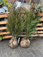 Haagplanten Thuja plicata ‘atrovirens’ 100cm groot, Tuin en Terras, Ophalen