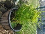 Papyrus parapluplantje, Ophalen, Volle zon, Vaste plant, Siergrassen