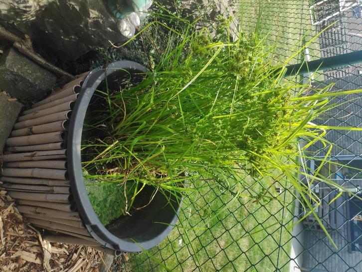 Papyrus parapluplantje, Tuin en Terras, Planten | Tuinplanten, Vaste plant, Siergrassen, Volle zon, Zomer, Ophalen