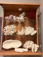 Kast met koralen, Verzamelen, Mineralen en Fossielen, Ophalen