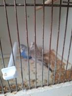 Jonge engelse grasparkieten, Dieren en Toebehoren, Vogels | Parkieten en Papegaaien