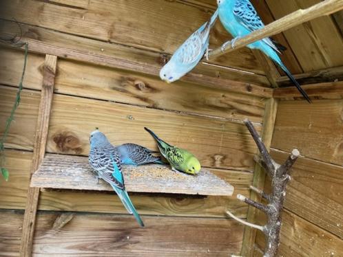 jonge grasparkieten, Dieren en Toebehoren, Vogels | Parkieten en Papegaaien, Parkiet, Meerdere dieren