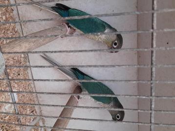  Pyrrhuras koppels van 25.blauw/lutino_opaline/bl/lutino beschikbaar voor biedingen