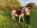 De perfecte leerpony met een gouden hart, Dieren en Toebehoren, Pony's, Merrie, Gechipt, C pony (1.27m tot 1.37m), 11 jaar of ouder