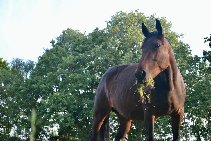 Draagmerrie (5jaar), Dieren en Toebehoren, Paarden en Pony's | Dekhengsten en Fokmerries, Merrie