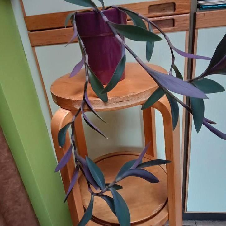 1 Tradescantia Pallida, Mortsel, Huis en Inrichting, Kamerplanten, Ophalen