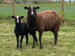 Zwartbles ooi lam, Mouton, Femelle, 0 à 2 ans