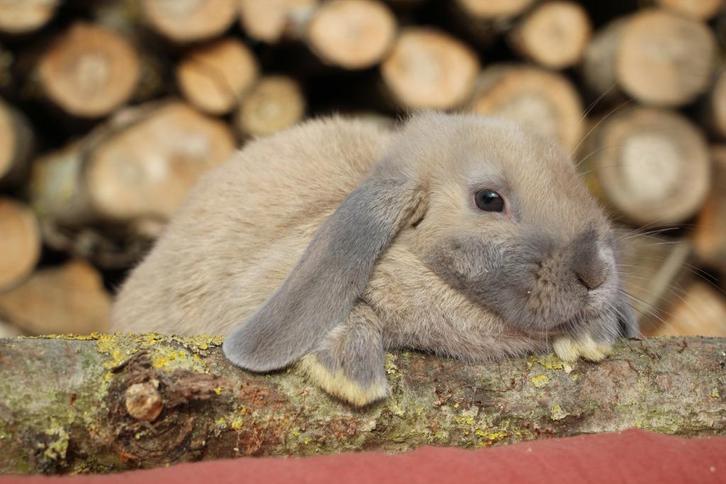 zeer lieve nhd rammelaar, Dieren en Toebehoren, Konijnen, Klein, Mannelijk, 0 tot 2 jaar, Hangoor