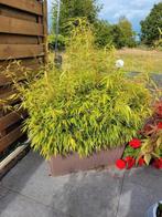Grote pot (100 x 45 cm) bamboe, Ophalen