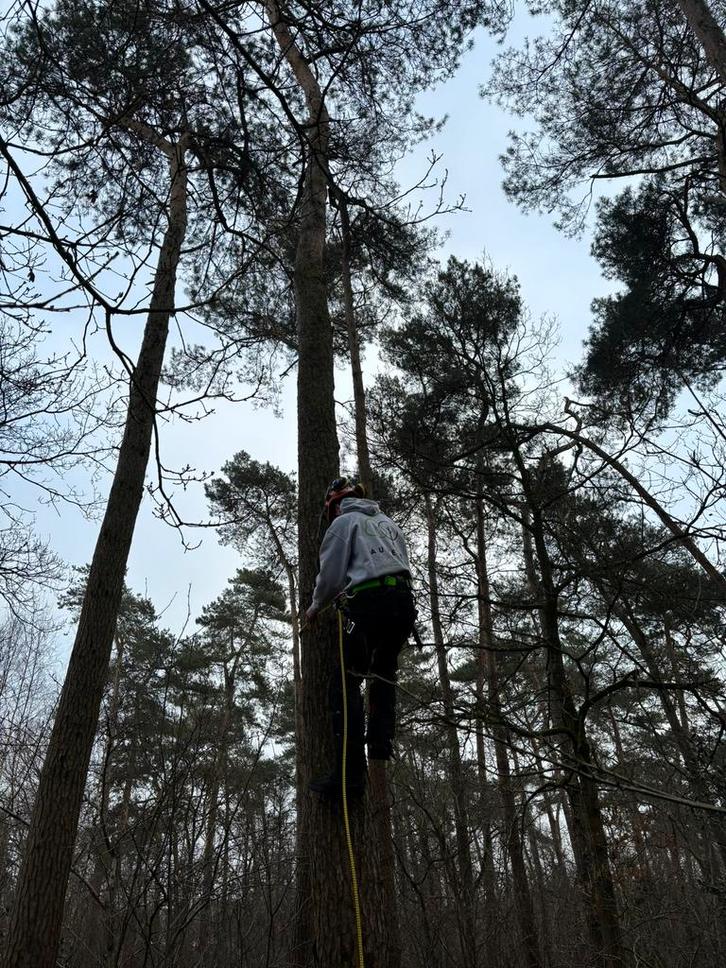 Verwijderen en snoeien van bomen, Tuin en Terras, Brandhout, Takken, Ophalen