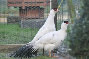 Faisans hokis blancs beschikbaar voor biedingen