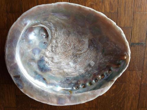 schelp, Verzamelen, Mineralen en Fossielen, Schelp(en), Ophalen