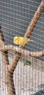 Kanarie man, Dieren en Toebehoren, Vogels | Kanaries
