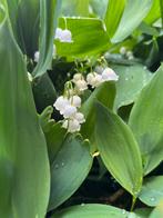 Meiklokjes, Vaste plant, Ophalen of Verzenden, Lente, Overige soorten