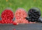 Aalbessen rode, witte of zwarte echt heerlijke bessen in soo, Tuin en Terras, Vaste plant, Fruitplanten, Ophalen of Verzenden