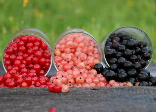 Aalbessen rode, witte of zwarte echt heerlijke bessen in soo, Jardin & Terrasse, Plantes | Jardin, Plante fixe, Plantes fruitières