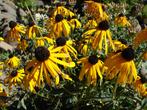Plantenruil, Tuin en Terras, Planten | Tuinplanten, Ophalen of Verzenden
