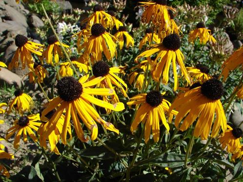 Plantenruil, Tuin en Terras, Planten | Tuinplanten, Ophalen of Verzenden