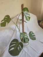 Monstera Deliciosa „Variegata”, Huis en Inrichting, Ophalen, Overige soorten, Halfschaduw, Minder dan 100 cm
