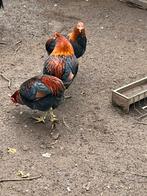 Araucana haan, Dieren en Toebehoren, Pluimvee, Mannelijk, Kip