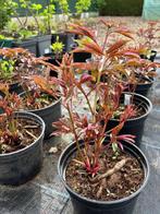 Pioen, Tuin en Terras, Planten | Tuinplanten, Ophalen