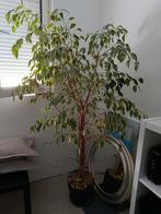Ficus benjamina, Ophalen, Ficus