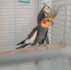 Valkparkiet gepareld, forse vogel, duitse kuif, man, Dieren en Toebehoren, Mannelijk, Geringd