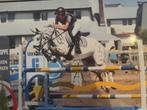 Superbrave springpony te koop, Dieren en Toebehoren, Springpony, 11 jaar of ouder, D pony (1.37m tot 1.48m), Merrie