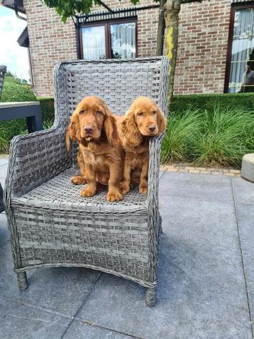 engelse cocker pups beschikbaar voor biedingen
