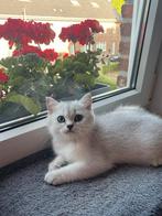 Katertje met stamboom, Dieren en Toebehoren, Katten en Kittens | Raskatten | Korthaar, Kater, Gechipt, 0 tot 2 jaar