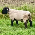 Fantastische Suffolk fokram, Dieren en Toebehoren