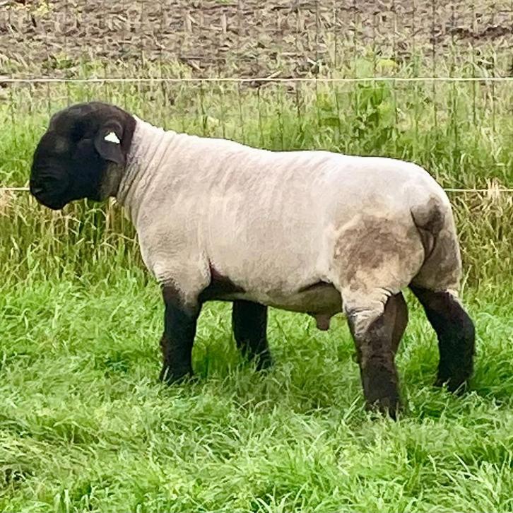 Fantastische Suffolk fokram, Dieren en Toebehoren, Schapen, Geiten en Varkens