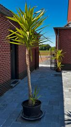 Yucca, Tuin en Terras, Planten | Bomen, Ophalen