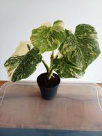 Monstera green snow, Huis en Inrichting, Ophalen of Verzenden