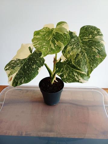 Monstera green snow beschikbaar voor biedingen