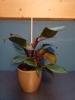 Philodendron imperial red, Huis en Inrichting, Ophalen, Overige soorten, Halfschaduw, In pot