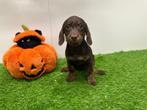 Doxipoo pup (Dwergteckel/Toy Poedel), Dieren en Toebehoren, België, 8 tot 15 weken, Eén hond, Klein