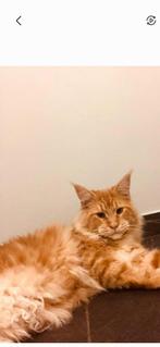Maine coon met stamboom, Animaux & Accessoires, Chats & Chatons | Chats de race | Poil long, Chat, Vermifugé, 6 ans ou plus