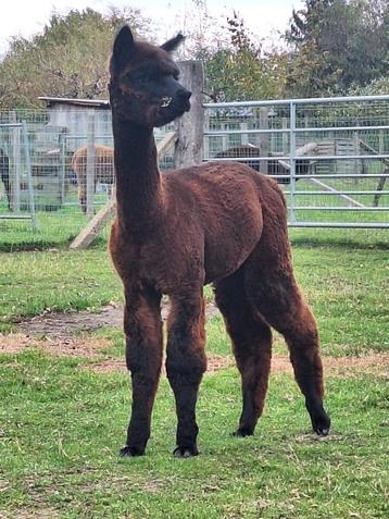 Alpaca hengstje beschikbaar voor biedingen