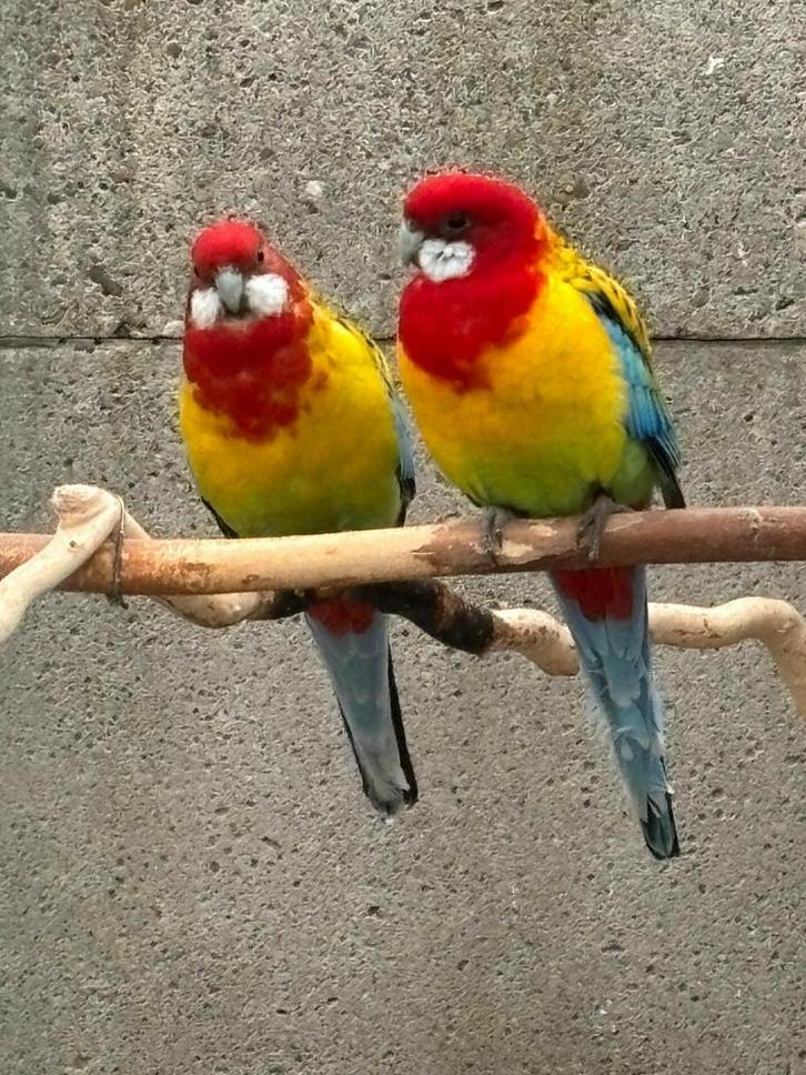 Te koop, Dieren en Toebehoren, Vogels | Parkieten en Papegaaien