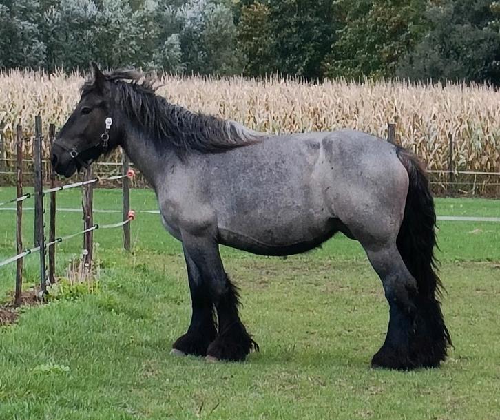Trekpaard. Merrie. Blauwschimmel, Animaux & Accessoires, Chevaux, Cheval d'attelage