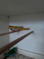 Turquoisine parkieten, Dieren en Toebehoren, Geringd