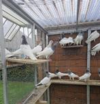 Hoogvliegers Boedapest Sportduiven Origineel, Dieren en Toebehoren, Vogels | Duiven, Overige soorten